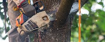 Best Arborist Consultation Services  in USA